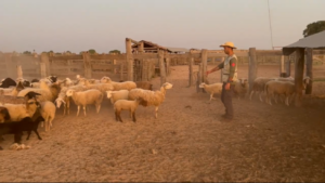Captura de tela 2026-09-17 092217